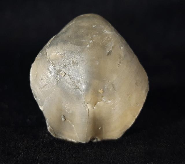 Sellithyris subsella LEYMERIE 1846 - Bild © FossNet FossilienStore